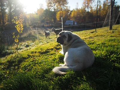 One of our sheep dogs